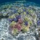 Régénérer les écosystèmes marins pour préserver la vie océanique