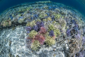 Régénérer les écosystèmes marins pour préserver la vie océanique