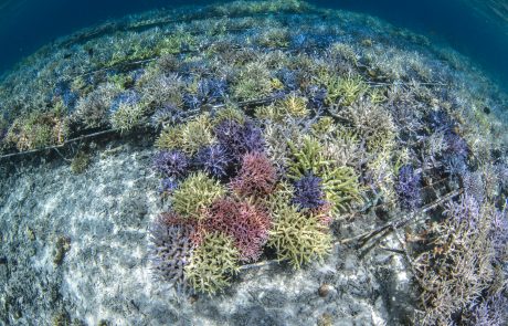 Régénérer les écosystèmes marins pour préserver la vie océanique