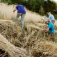 Les ingrédients oubliés reviennent dans les filières alimentaires : une réponse aux défis climatiques et agricoles