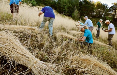 Les ingrédients oubliés reviennent dans les filières alimentaires : une réponse aux défis climatiques et agricoles
