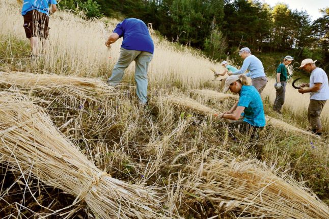 Les ingrédients oubliés reviennent dans les filières alimentaires : une réponse aux défis climatiques et agricoles