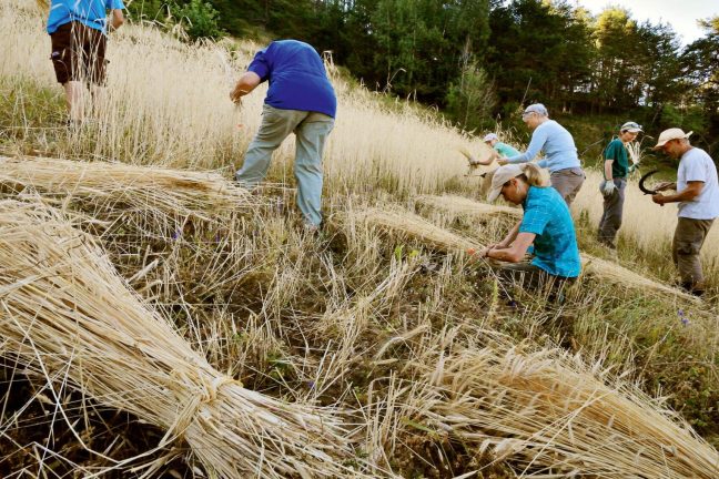 Les ingrédients oubliés reviennent dans les filières alimentaires : une réponse aux défis climatiques et agricoles