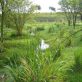 Les zones humides : écosystèmes clés pour la biodiversité et la régulation climatique