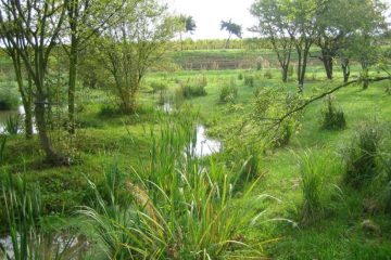 Les zones humides : écosystèmes clés pour la biodiversité et la régulation climatique