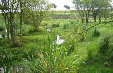 Les zones humides : écosystèmes clés pour la biodiversité et la régulation climatique