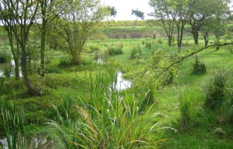 Les zones humides : écosystèmes clés pour la biodiversité et la régulation climatique