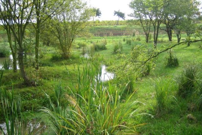 Les zones humides : écosystèmes clés pour la biodiversité et la régulation climatique