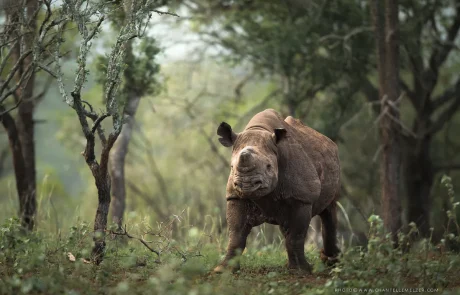 Après 40 ans d’extinction, les rhinocéros reviennent au Mozambique