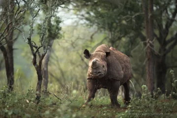 Après 40 ans d’extinction, les rhinocéros reviennent au Mozambique