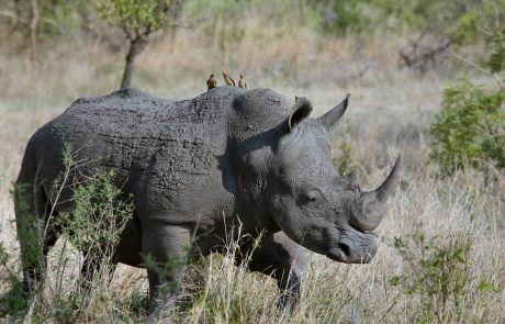 La Banque mondiale vend la première obligation « rhino » pour aider les efforts de conservation