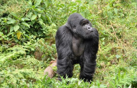 Le Rwanda mise désormais sur le tourisme haut de gamme