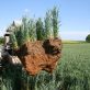 Les sols agricoles montrent les signes d’une fatigue chimique durable