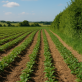 Agriculture et climat : le stockage de carbone dans les sols, une solution d’avenir ?
