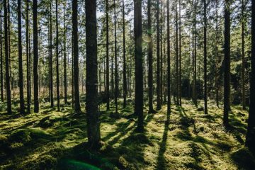 Le Danemark a organisé le premier “Téléthon des arbres”