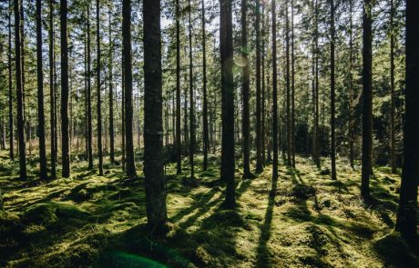 Le Danemark a organisé le premier “Téléthon des arbres”