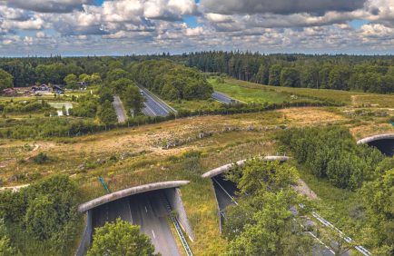 Quand les routes deviennent des refuges pour la biodiversité