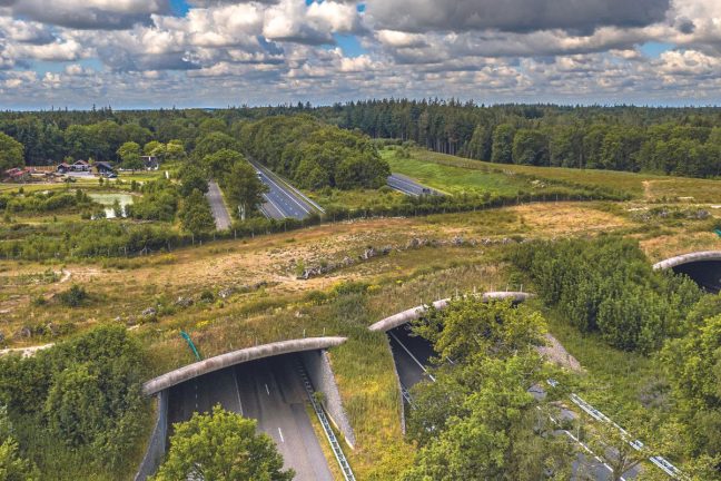 Quand les routes deviennent des refuges pour la biodiversité