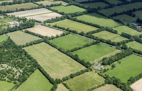 Face au climat, les haies reprennent racine