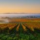 Vignes, fromages, terroirs : la France agricole face au climat
