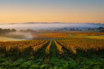 Vignes, fromages, terroirs : la France agricole face au climat
