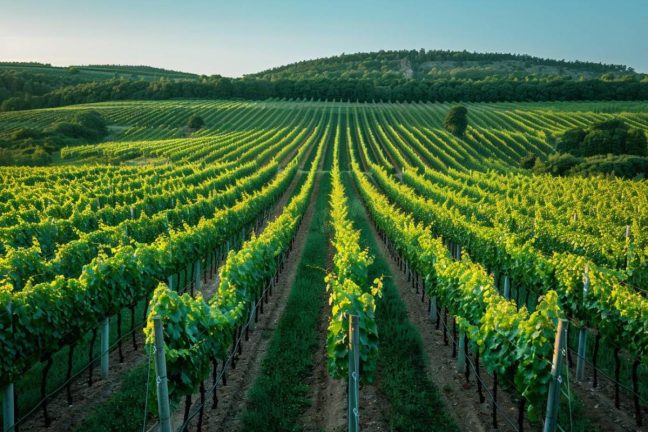 Les cultures pérennes face aux nouvelles cartes climatiques
