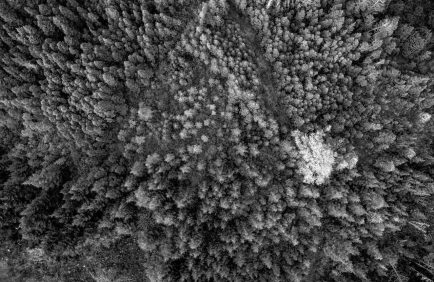 Après la tempête, les forestiers au chevet des forêts impactées