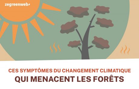 [Infographie] Ces symptômes du changement climatique qui menacent les forêts