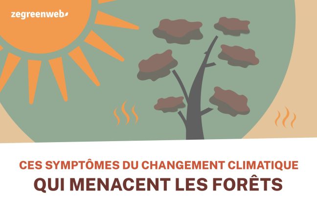 [Infographie] Ces symptômes du changement climatique qui menacent les forêts