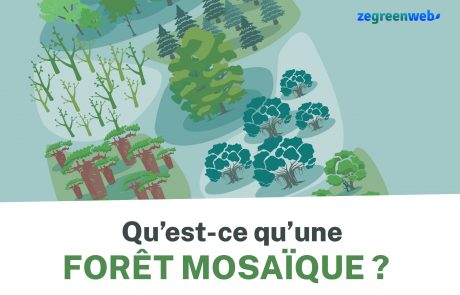 [Infographie] Qu’est-ce qu’une forêt mosaïque ?