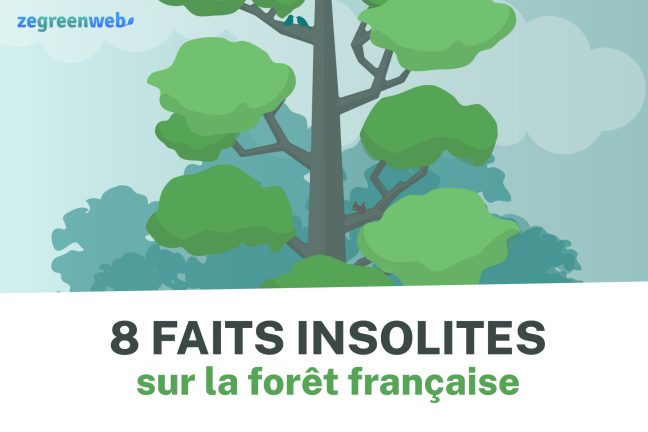 [Infographie] 8 faits insolites sur la forêt française