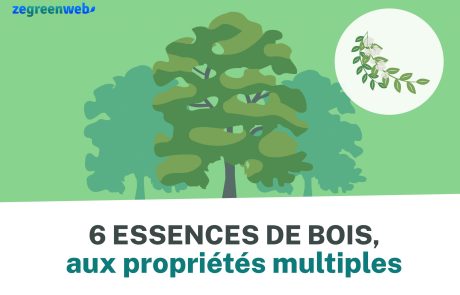 [Infographie] 6 essences de bois aux propriétés multiples