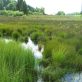 Les zones humides : écosystèmes clés pour la biodiversité et la régulation climatique