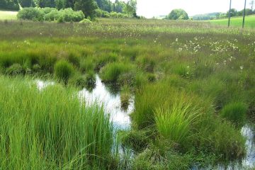 Les zones humides : écosystèmes clés pour la biodiversité et la régulation climatique