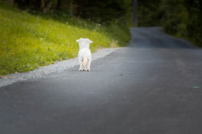 Vers un projet de loi pour mettre un terme à l’abandon des animaux de compagnie ?