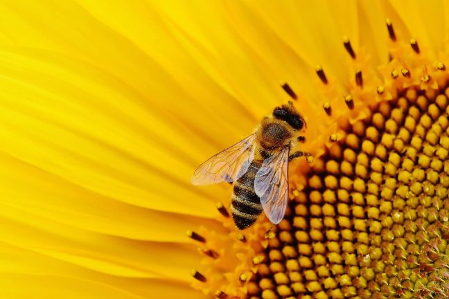 Les apiculteurs français tirent la sonnette d’alarme
