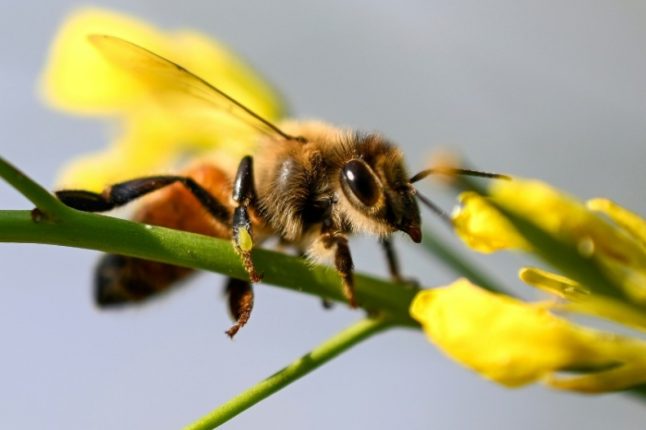 L’UE veut aider à inverser le déclin des abeilles d’ici 2030