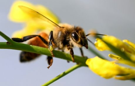 L’UE veut aider à inverser le déclin des abeilles d’ici 2030