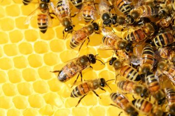 Interdiction des néonicotinoïdes : un repit pour les abeilles