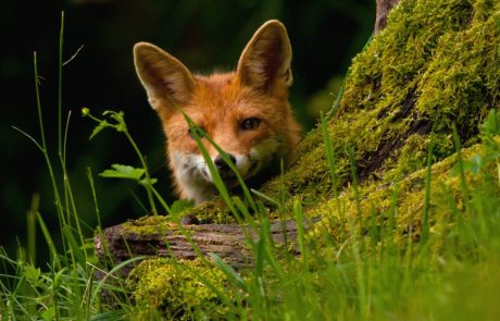 Les députés européens demandent des objectifs contraignants pour protéger la biodiversité