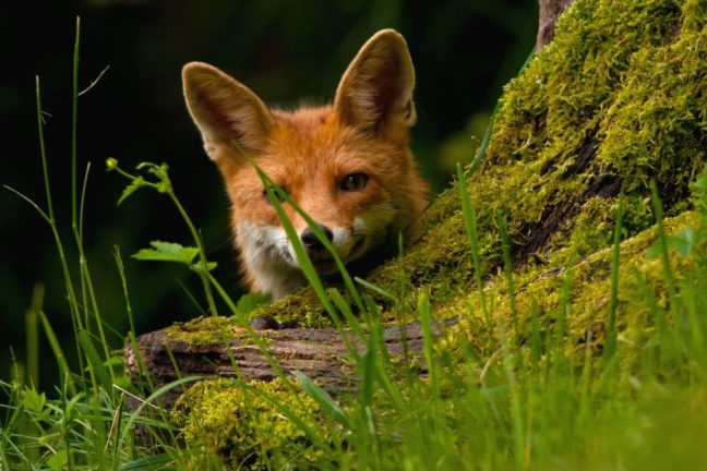 Les députés européens demandent des objectifs contraignants pour protéger la biodiversité