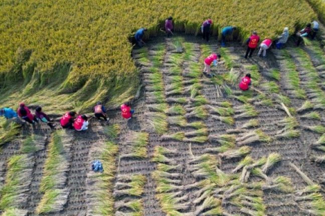 Les scientifiques cherchent à résoudre la menace de l’ozone pour la sécurité alimentaire de l’Afrique