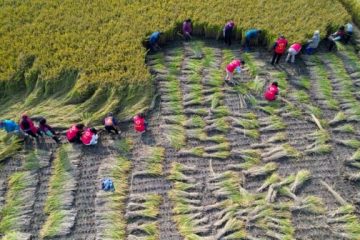Une plateforme de l’ONU pour aider les petits agriculteurs à respecter les règles de l’UE sur la déforestation