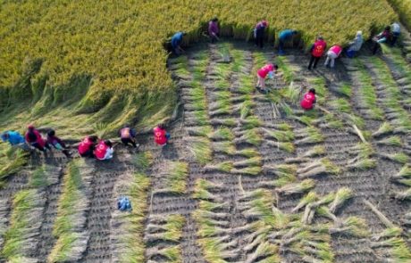 Les scientifiques cherchent à résoudre la menace de l’ozone pour la sécurité alimentaire de l’Afrique