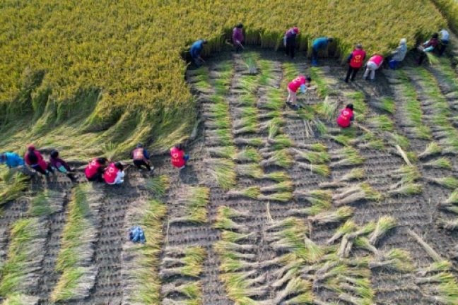 Une plateforme de l’ONU pour aider les petits agriculteurs à respecter les règles de l’UE sur la déforestation