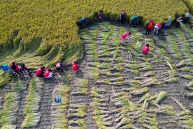 Les scientifiques cherchent à résoudre la menace de l’ozone pour la sécurité alimentaire de l’Afrique