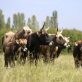 Agriculture : La place de l’élevage dans l’agriculture fragilisé par la hausse des prix de l’énergie