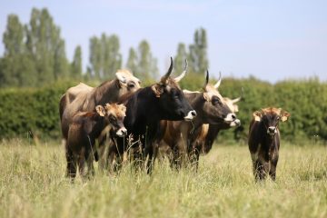 Agriculture : La place de l’élevage dans l’agriculture fragilisé par la hausse des prix de l’énergie