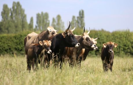 Agriculture : La place de l’élevage dans l’agriculture fragilisé par la hausse des prix de l’énergie