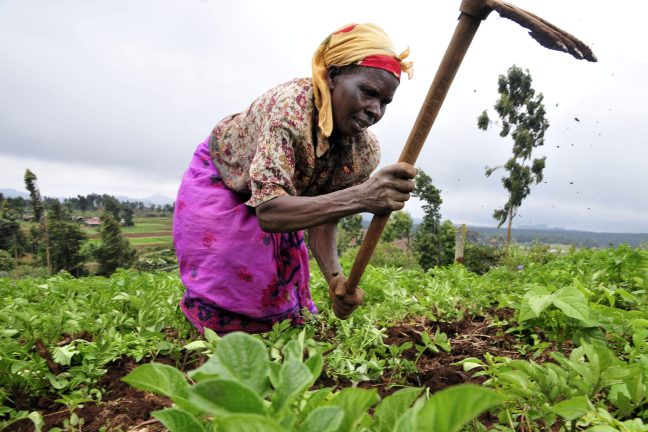 En Afrique, l’agriculture régénérative, source d’espoir pour les cultivateurs et les populations